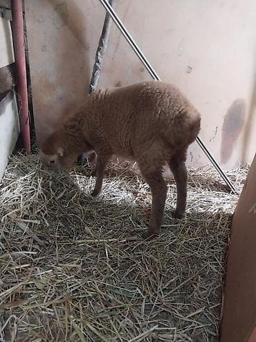 tap az qoyun quzu satisi: Ana bala qoyun quzu satılır — 2