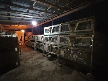 cucə su qabı: Dovsan qefesleri — 4