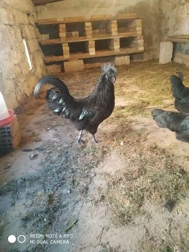 Индюшки: Ayam Cemani. Özü qara əti qara . Bir cüt, xoruz və toyq 200 azn — 2