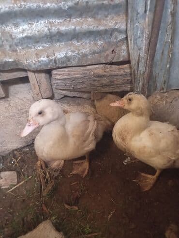 heyatı: Məhsul: ördəklər (2 ədəd) Təsvir: - Şəkillərdə iki baş ağ rəngə çalan — 2