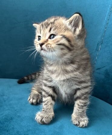 Птицы: Британская, Самовывоз — 6