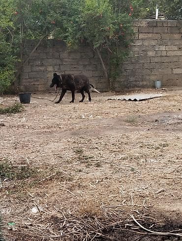 İtlər: 5 il, Erkek — 2