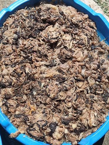 Məhsul: Təbii qoyun yunu (yuyulmuş və çeşidlənmiş) Təsvir: - Yerli