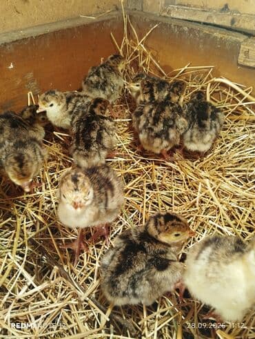 cucələrin satışı: Hinduşka cücələri, Damazlıq, Ödənişli çatdırılma — 1