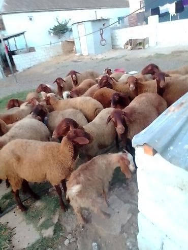 kanqal satilir: 27 baş kom heyvan satılır istəyən olsa yazsın videosunu atım baxın — 4