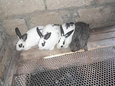 iri buynuzlu heyvanlar: 5 edeti 4disi di bogasdi bir ekedi 75m. qimet sondu — 5