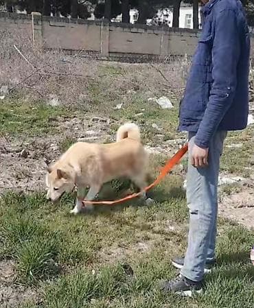 it satiwi: Akita-inu — 3