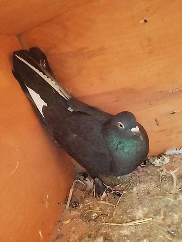 Digər heyvanlar: Qırmızı ebres quyrug erkey super oynamagi ucmagi var cep maya ucub — 5