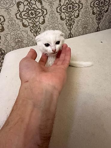 lalafo it satışı: Sahiblendirilir 50gunluk disi yastiqulaq britanian — 2