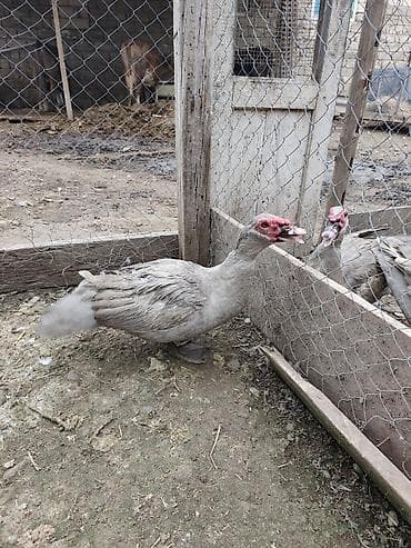 Pişiklər: Muscovy (indoutka) ördəkləri – boz-ağ rəng çalarlarında — 2