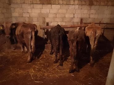 Atlar: Dişi, il: 4, 100 kq, Damazlıq, Ünvandan götürmə, Ödənişli çatdırılma — 3