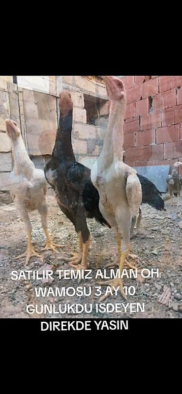 cins dana: Toyuq, Damazlıq — 7