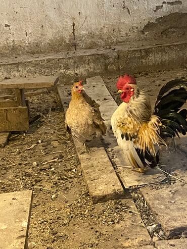 hinduska yumurtasi nece gune cixir: Toyuq, Damazlıq, Ödənişli çatdırılma — 3