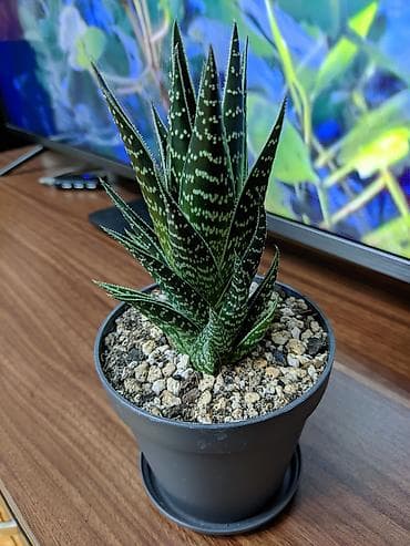 heserat yeyen bitkiler: Aloe "Tiki tahi". Hibrid aloe növüdü. Baxımı çox sadə. Sumqayıt — 2