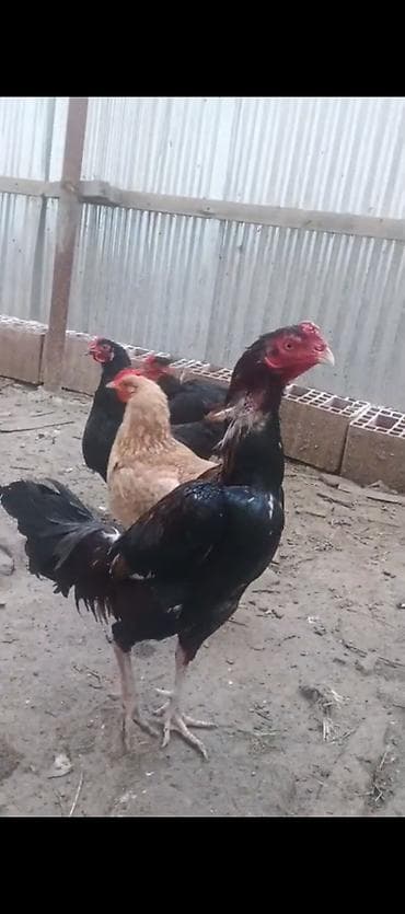 barter toyuq: Xoruz, il: 2, Ödənişli çatdırılma — 2