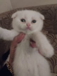 şotland pişik: Шотландская — 5