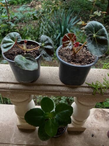 продажа комнатных растений: Her nov guler var endirimnen verecem Gencedi istiyen yazsin satiş — 26