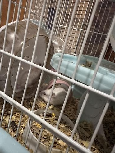 Птицы: Hamster üçün komplekt qəfəs və aksesuarlar - Material: möhkəm metal — 2