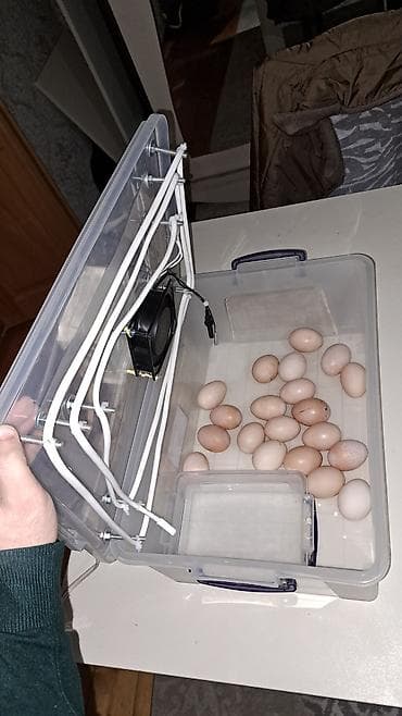 Оборудование для магазинов: Полностью автоматическая — 6