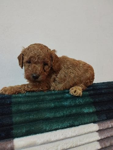 Pudel, 2 ay lalafo.az -da Pudel, 2 ay