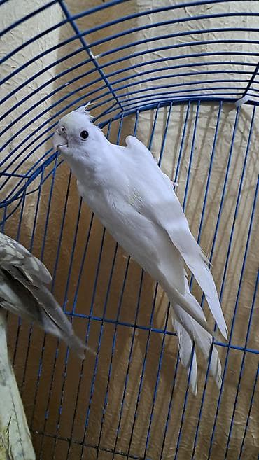 Ağ yanaqsiz karella hazir qizğin erkəkdir 10 ayliq xahiş edirəm fikri