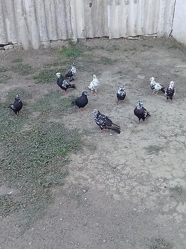 quslar haqqinda melumat: Qara ciler hamisi tutulma quslardi hopdum satilir 120 m unvan Neftçala — 3
