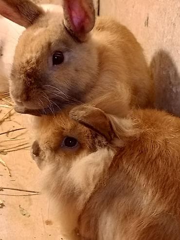 dovsanlar: Bu ev dovşanları müxtəlif rənglərdə və növələrdə təklif olunur. Ağ — 2