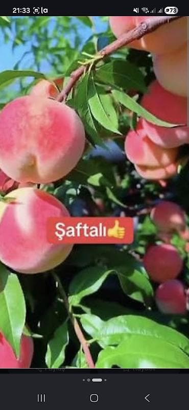 fistig agaci: 3 agac var yasti saftali tuksuz ve tuklu 2 metrdi 3 illik agaclardi — 2