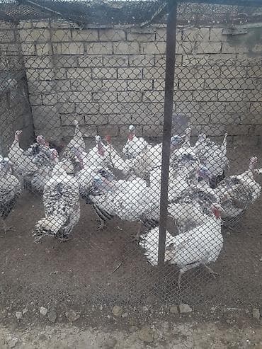 İtlər: Məhsul: Türki quşları (hinduşka) Təsvir: - Ağ rəngli, iri ətlik — 1