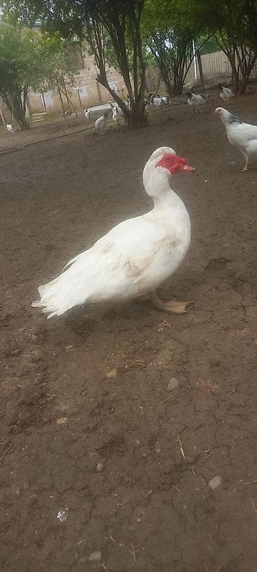 heyvan satisi tap az: Erkək, | Lal ördək, Damazlıq — 4