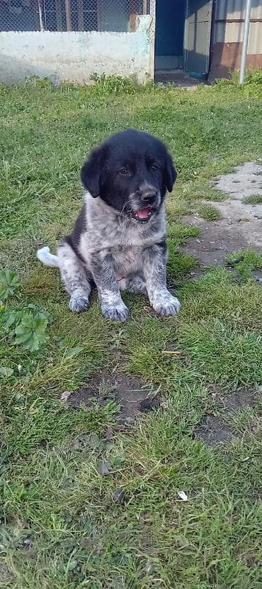 той пудель баку: Алабай, 1 месяц, Самка, Платная доставка — 5