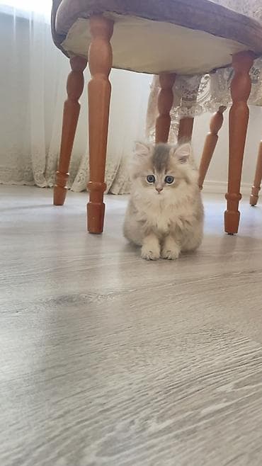 sinsilla pisik: Şinşilla, Dişi, Yaxşı əllərə — 2