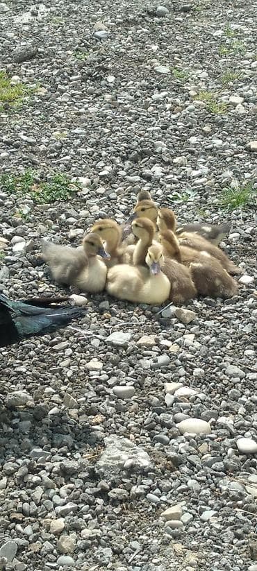 Muscovy ördək balaları (indo ducks) – müxtəlif rənglərdə cücələr -