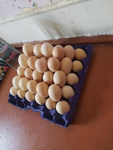 cucə satişi: Bütün quş növlərine ait yumurtalar inkubasiya olunur. Ve Cücə satışı — 5