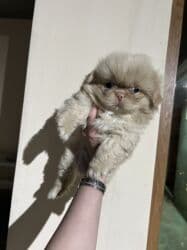 ıt satısı: Pekines — 1