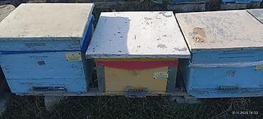 Dovşanlar: 60 yeşik arı ailəsi yeşiklerler bir yerdə satıram buyurub zəng edə — 4