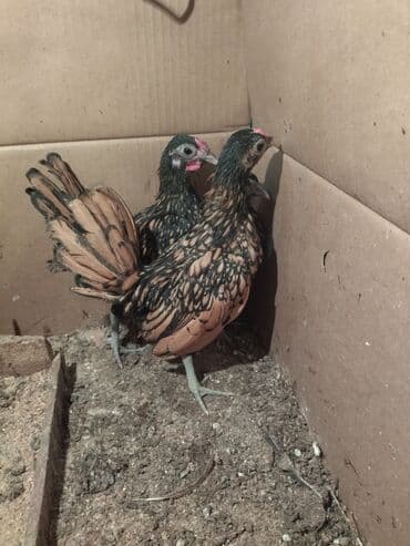 Heyvanlar üçün mallar: Toyuq, Damazlıq, Ünvandan götürmə — 2