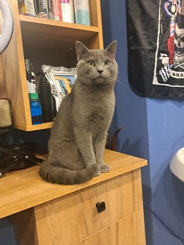 Çanta və çexollar: Şortlad satıram burda olmuyacam deyə sahiblənmək isdiyən ciddi şəxslər — 5