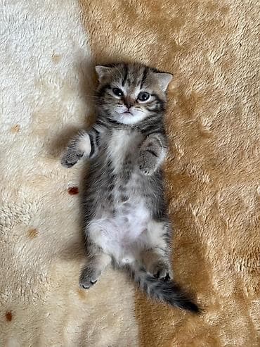 pişiy pulsuz: Şotland yastı qulaq — 3