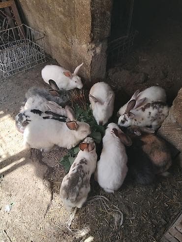 dovsan qefesi: Dovşanlar satılır böyuk dovşanlardı ünvan Bülbülede yerləşir — 5