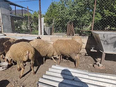 quzu: Erkək Qurbanlıq quzular satılır diri çəkisi 10manat 50qəpikdən qiyməti — 6