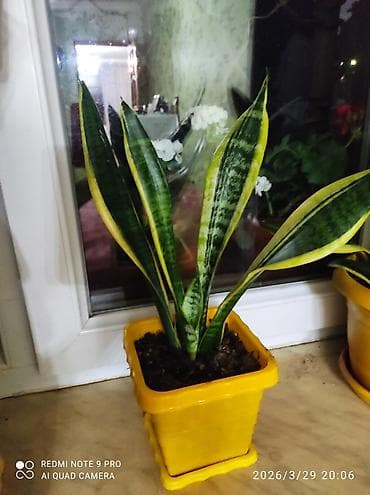 ev bitkisi: Sansevieria gold (Qayın dili) – dekorativ otaq bitkisi - Növlərdən — 2