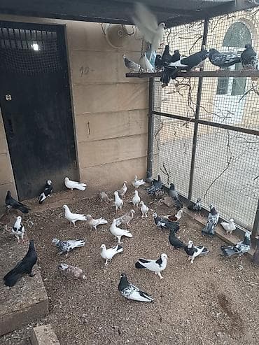 babil quşu: Küt satılır seçməkdə. İran quşları da var içində. biri 15₼. hamısı — 7