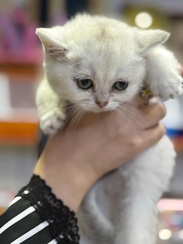 İtlər: Britan — 4