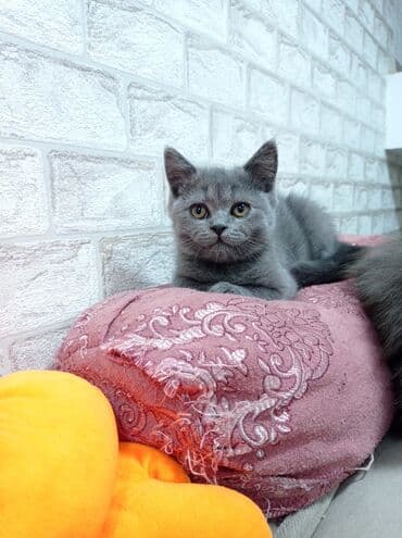 Şotland, Erkək, Yaxşı əllərə, Ödənişli çatdırılma