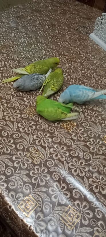 qafqaz coban iti sekilleri: 1 ededi 10 manat çex bala quşlar — 3