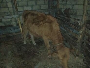 Boşqablar: 120 kilo et var . Satılır: Qırmızı rəngli dana - Növ: iri buynuzlu — 5