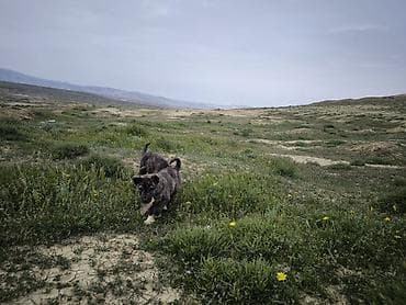 alman avcarkasi satisi: Peyvəndli — 2