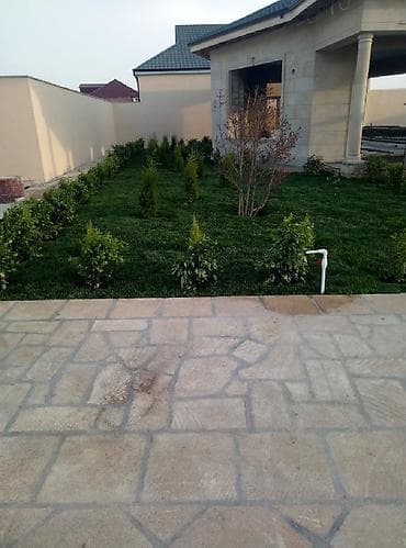 gül toxum satışı: Super qazon enli yarpaq sıx və alaqsız hörmetli ve deyerli — 7