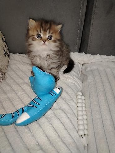 ev pişiyleri: Britan, Erkək, Dişi, Yaxşı əllərə, Ünvandan götürmə, Pulsuz çatdırılma, Ödənişli çatdırılma — 8